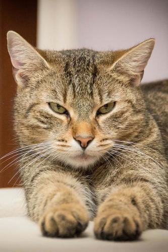 Where is my Dinner? Tabby Cat Journal