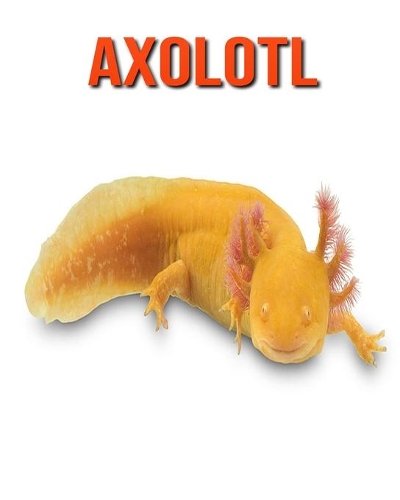 Axolotl: Super Fun Facts And Amazing Pictures