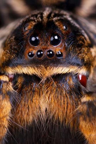 A Tarantula Journal: 110 Page Lined Composition Notebook/Diary