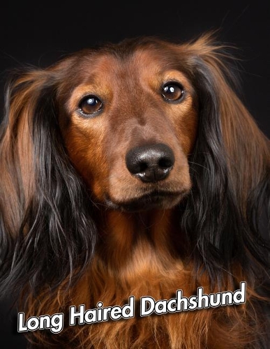 Long Haired Dachshund