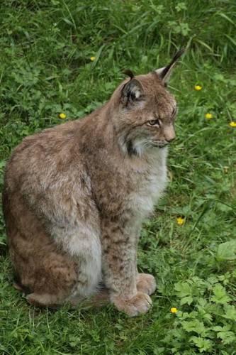 A Seated Lynx Big Cat Journal: 150 Page Lined Notebook/Diary(English)