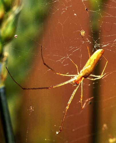 Arachnid School Composition Book Spider Web Long-Jawed Orb Weaver