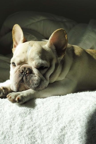 Sweet French Bulldog Pup on the Bed Journal