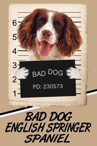 Bad Dog English Springer Spaniel
