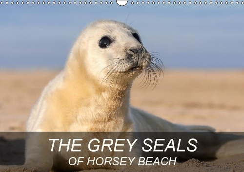 THE GREY SEALS OF HORSEY BEACH 2019: Beautiful photographs of a British Grey Seal colony.(Calvendo Animals)