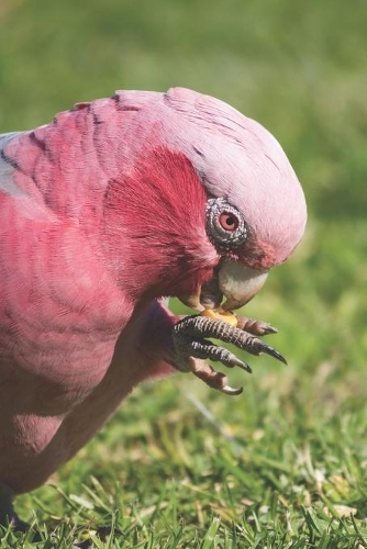 Rosakakadu: Notizbuch / Tagebuch / Reisetagebuch Rosenbrustkakadu Papagei - DIN A5 120 Seiten liniert - Geschenk für Australienliebhaber