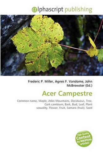 Acer Campestre