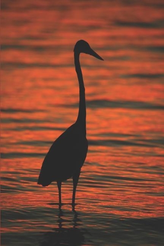 Wrongfully Accused: (10 Rivers Run Cottage)