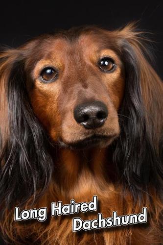 Long Haired Dachshund