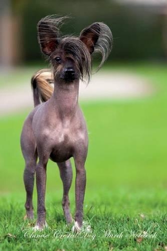 Chinese Crested Dog March Notebook Chinese Crested Dog Record, Log, Diary, Special Memories, To Do List, Academic Notepad, Scrapbook & More
