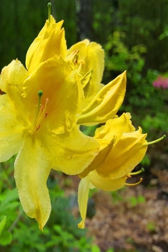 Springtime 2019 Daily Planner Yellow Blooms 384 Pages