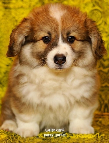 Welsh Corgi Puppy Journal