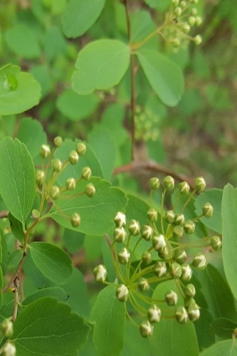 Springtime 2019 Daily Planner Floral Tree Buds 384 Pages