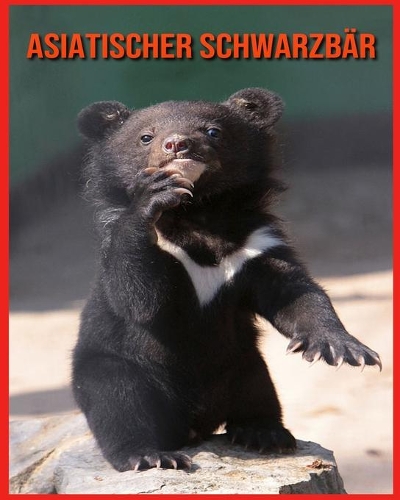 Asiatischer Schwarzbär