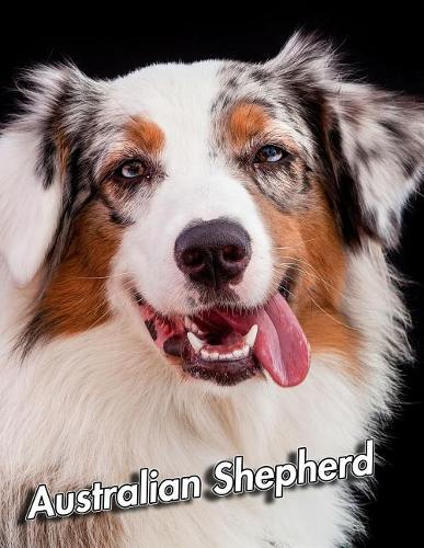 Australian Shepherd