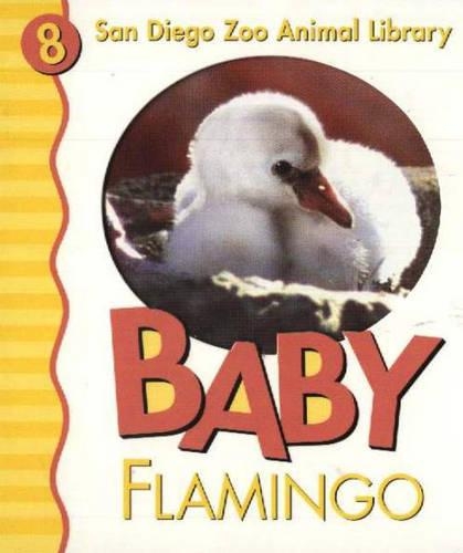 Baby Flamingo San Diego Zoo