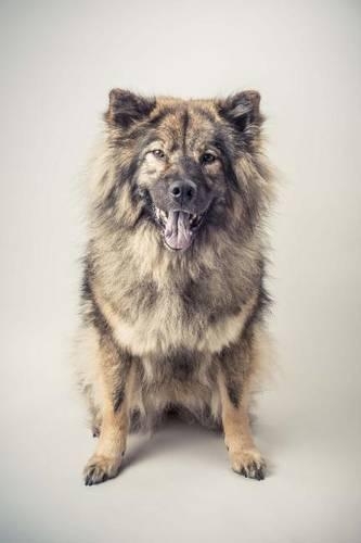 The Eurasier Dog Journal