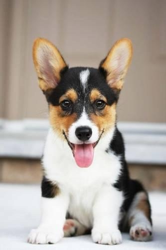 Pembroke Welsh Corgi Puppy Dog Journal