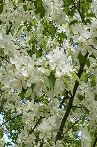 Springtime Floral Beauty 2019 Daily Planner 384 Pages