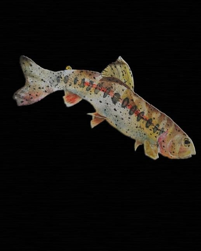 Trout 2019 Daily Planner: 2019 Planner Calendar Goal Planner Daily Planner Black