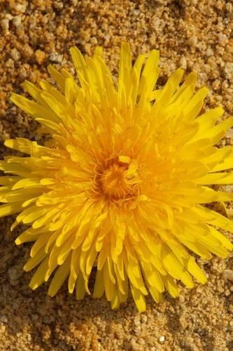 Yellow Dandelion Close-Up Journal