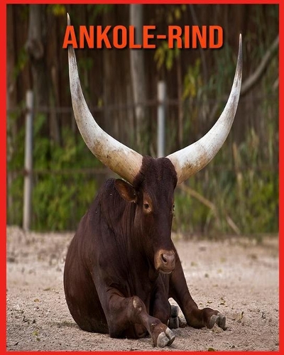 Ankole-Rind