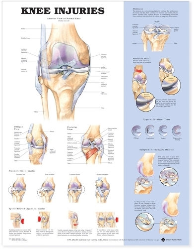 Knee Injuries Anatomical Chart: (English)