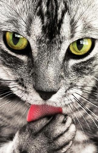 Journal Notebook For Cat Lovers - Tabby Cat Face