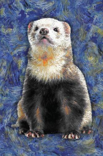 Ferret