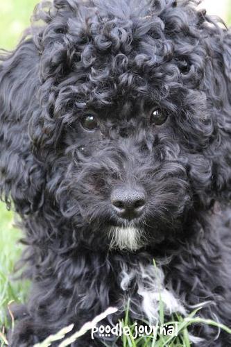 Poodle Journal
