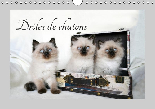 Drôles de chatons 2019