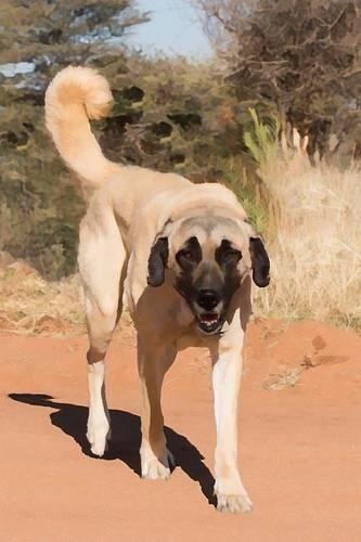 Anatolian Shepherd Dog