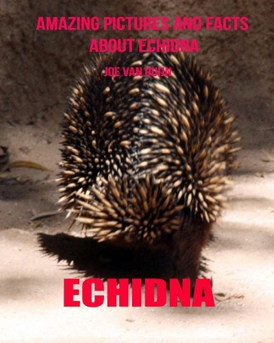 Echidna