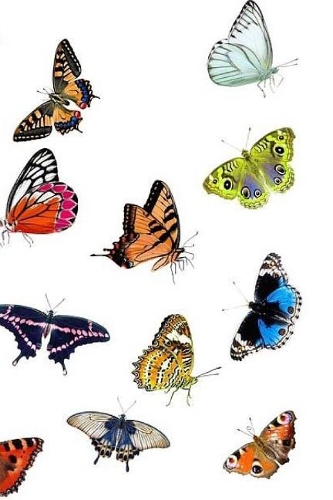 Butterflies Notebook