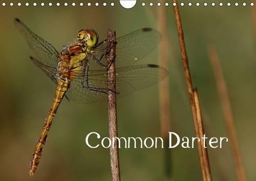Common Darter 2016: The Fearless Dragonfly(Calvendo Animals)