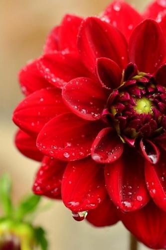 Beautiful Red Dahlia Flower with Morning Dew Journal: Take Notes, Write Down Memories in this 150 Page Lined Journal
