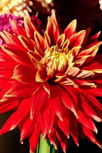 2020 Weekly Planner Flowers Pretty Zinnias 134 Pages: 2020 Planners Calendars Organizers Datebooks Appointment Books Agendas