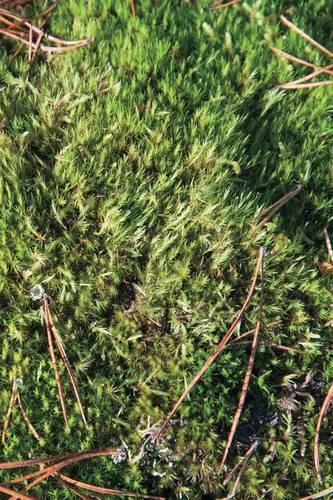 Autumn Ground I - Sweden - Photo Art Notebooks (6 x 9 series)