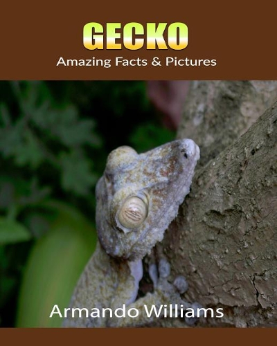 Gecko: Amazing Facts & Pictures