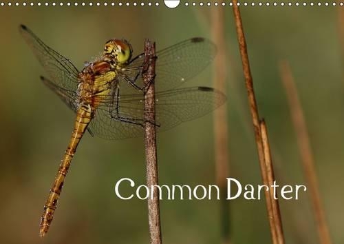 Common Darter 2016: The Fearless Dragonfly(Calvendo Animals)