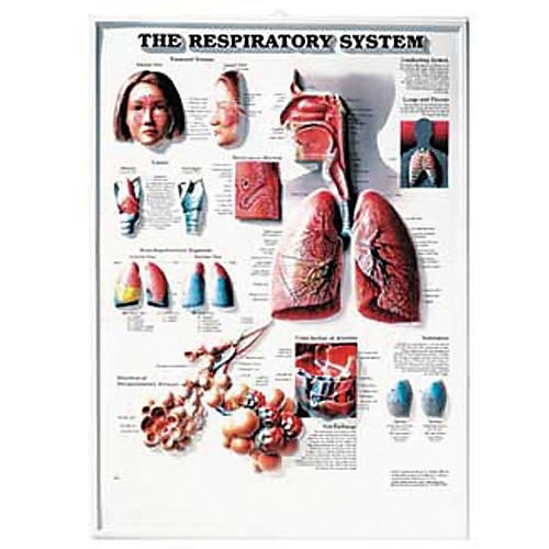The Respiratory System