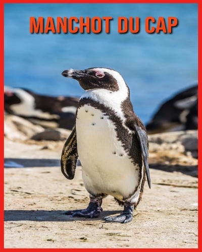 Manchot du Cap