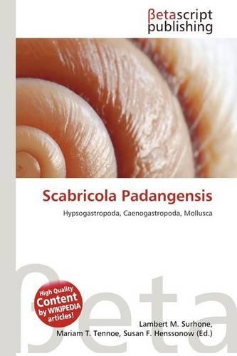 Scabricola Padangensis