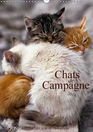 Chats de campagne 2016: 12 photos de chats des champs(Calvendo Animaux)