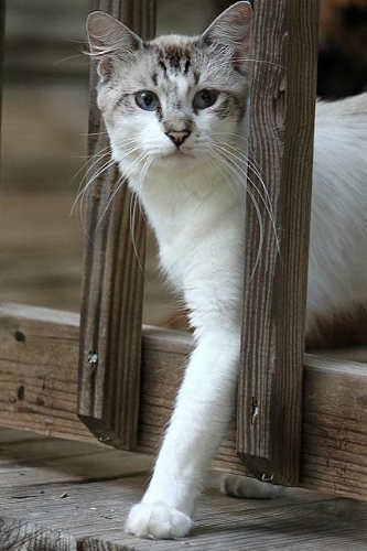 Cute Cat Off to See the World Journal: 150 Page Lined Notebook/Diary