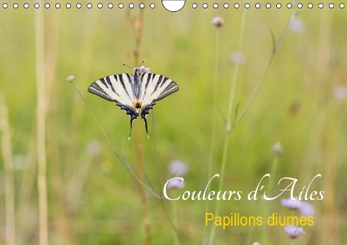 Couleurs d'Ailes 2019: Papillons diurnes(Calvendo Animaux)