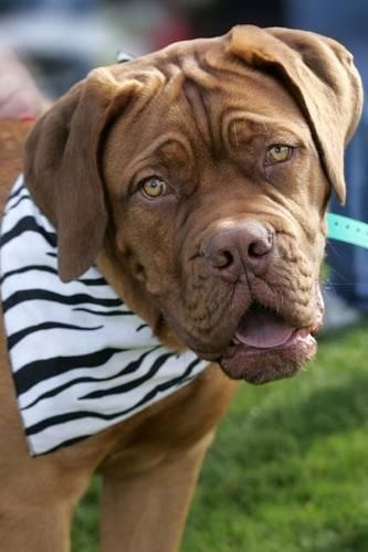 The Dogue de Bordeaux Dog Journal (French Mastiff)