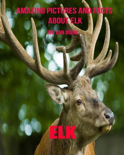 Elk: Amazing Pictures and Facts about Elk