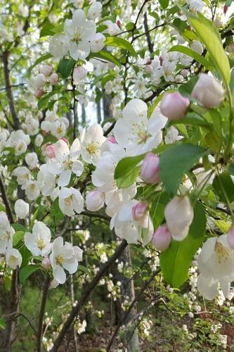 Springtime 2019 Daily Planner Flowering Tree Branches 384 Pages