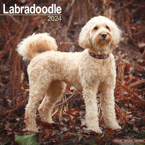 Labradoodle Calendar 2024  Square Dog Breed Wall Calendar - 16 Month